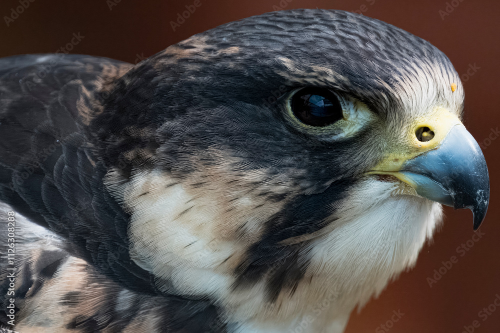 Fototapeta premium The Peregrine Falcon (Falco peregrinus).