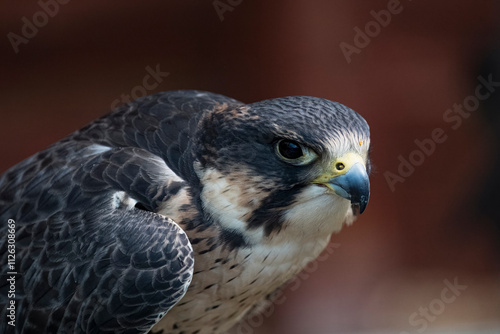 The Peregrine Falcon (Falco peregrinus).