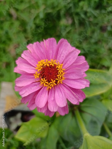 pink flower