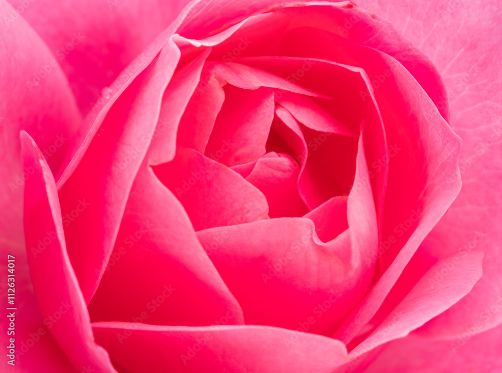 Tender petals of pink rose or Bulgarian rose close up. Beauty of nature background concept.. Tender petals of pink rose or Bulgarian rose close up. Beauty of nature background concept..
