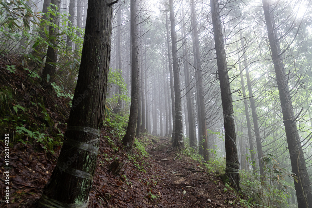Fototapeta premium 霧の森の中を歩く 