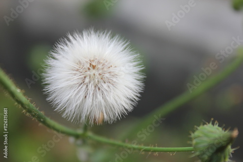 dandelion on green background