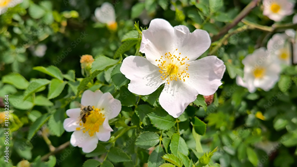 blooming bush of wild roses in sunlight blooming bush of wild roses in sunlight