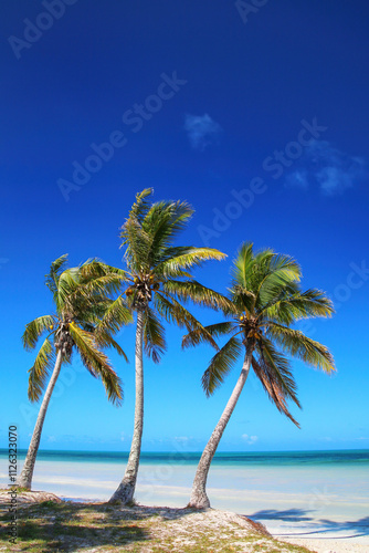 Palm trees on the coast of Ouvea lagoon on Ouvea Island, Loyalty Islands, New Caledonia photo