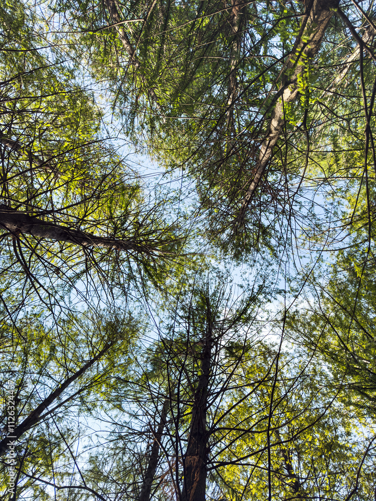 Fototapeta premium Captivating View of a Lush Forest Canopy Under Clear Blue Sky