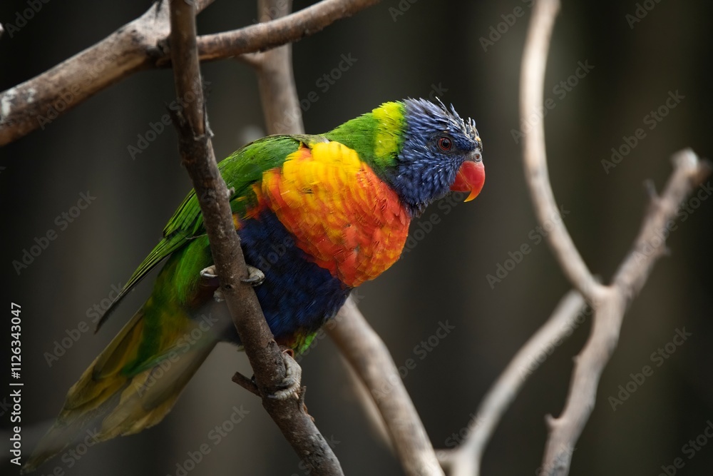 The colourful Rainbow Lorikeet (Trichoglossus moluccanus) The colourful Rainbow Lorikeet (Trichoglossus moluccanus)