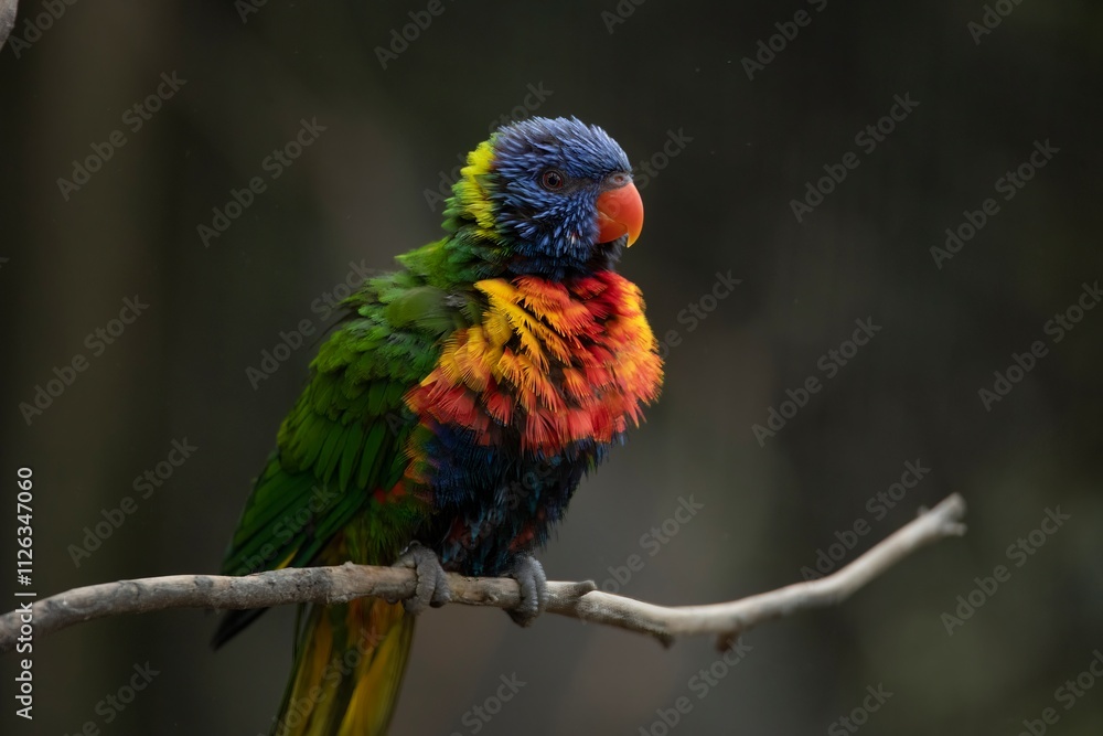 Obraz premium The colourful Rainbow Lorikeet (Trichoglossus moluccanus)