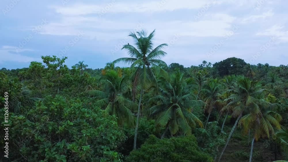 A beautiful coconut Plants , Aerial view of a lush green coconut grove, Areal view of village island A beautiful coconut Plants , Aerial view of a lush green coconut grove, Areal view of village island