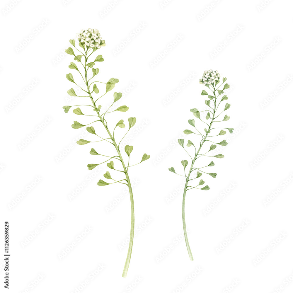 Fototapeta premium Shepherd's Purse or Capsella plant watercolor illustration