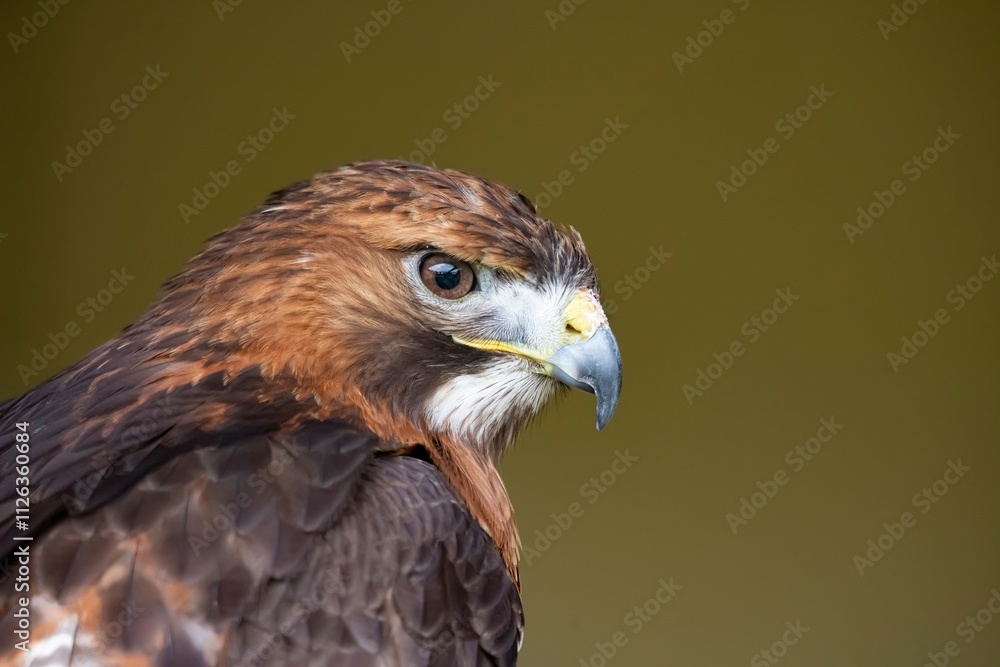 The Red-Tailed Hawk (Buteo jamaicensis). The Red-Tailed Hawk (Buteo jamaicensis).