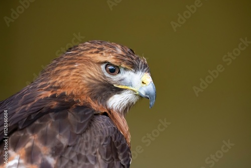 The Red-Tailed Hawk (Buteo jamaicensis).