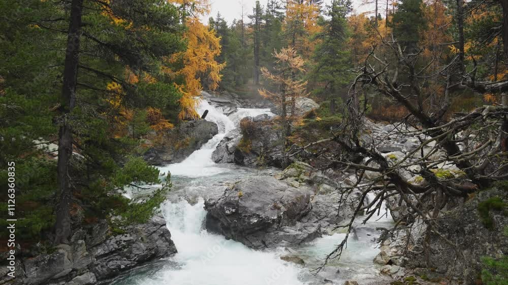 Whitewater cascading over rocks in a stream surrounded by colorful autumn larch trees in the Bernina massif, Graubünden, Switzerland, static camera shot Whitewater cascading over rocks in a stream surrounded by colorful autumn larch trees in the Bernina massif, Graubünden, Switzerland, static camera shot
