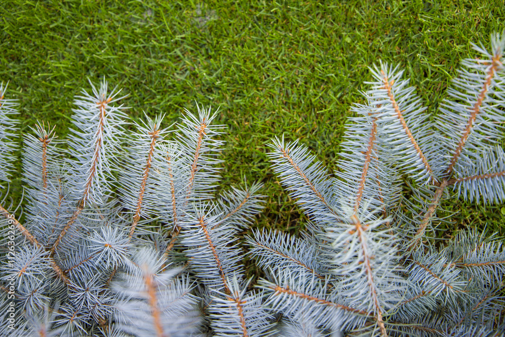 Fotografie Blue spruce branches on green grass background. Close-up.
