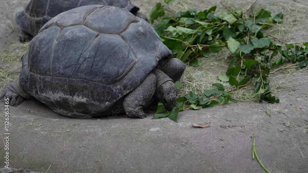 visit to zoo and see many different animal and good to know how those animal look like. very lucky still able see those animal alive in this world. please protect them. turtle eating