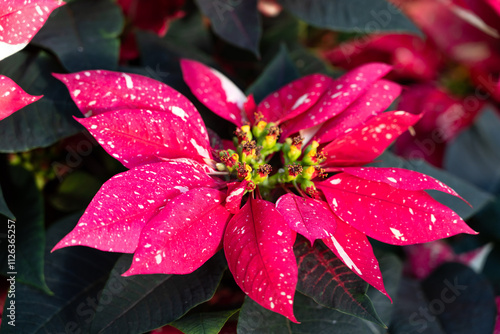 Colorful beautiful poinsettia plant, macro shot photo. photo