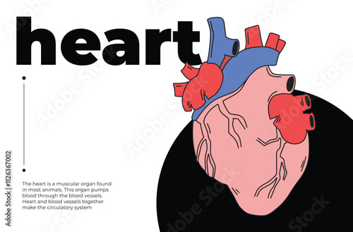 heartHuman heart illustration with text, anatomical diagram of heart for medical education, ccience projects, cognitive studies, infographic design, and health awareness, minimalist artwork