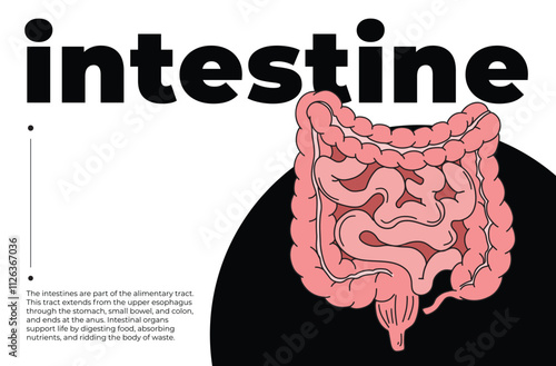 intestinHuman intestine Illustration with Text, Anatomical Diagram of intestine for Medical Education, Science Projects, Cognitive Studies, Infographic Design, and Health Awareness, Minimalist Artwork