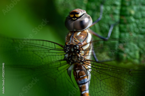 Close-up of a male Migrant Hawker dragonfly resting on a hazel leaf in the summer, UK. Aeshna Mixta, Odonata. photo