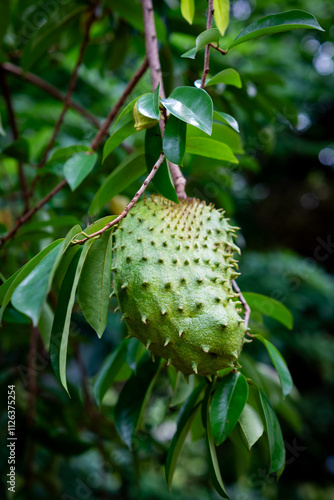 Cuadro en lienzo Fresh soursop fruit on the tree