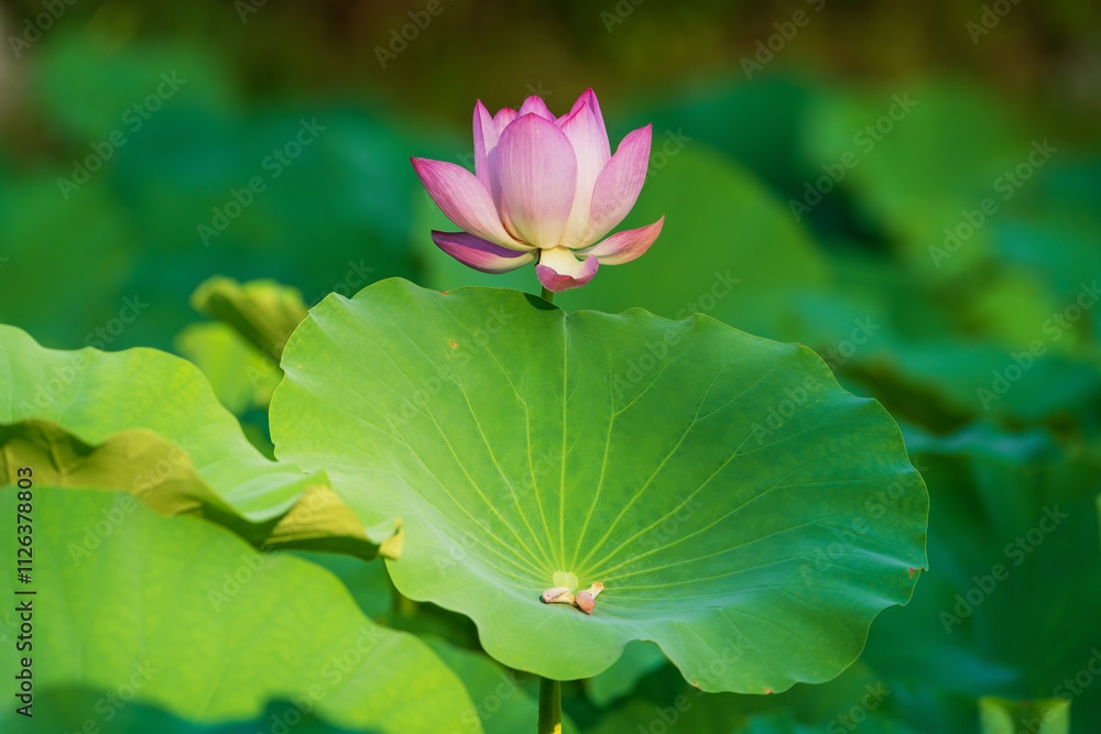 Beautiful water lily and lotus leaf Beautiful water lily and lotus leaf
