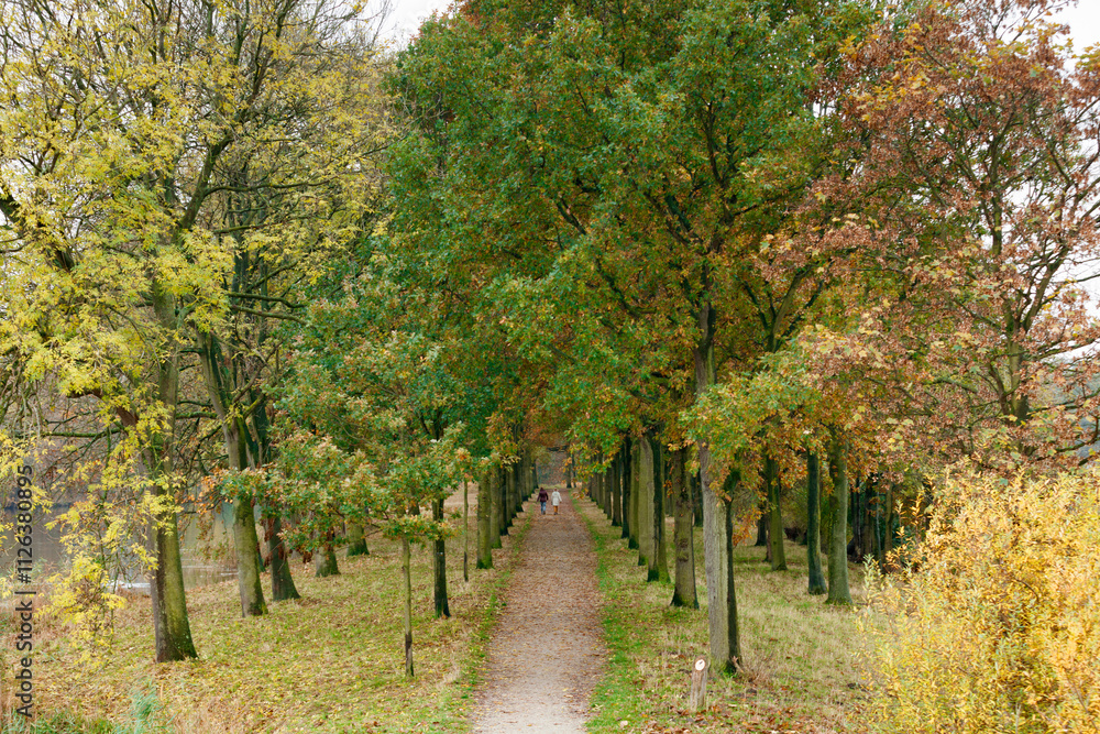Naklejka premium Autumnal path lined with colorful trees. Person walks down a gravel path. Fall foliage.