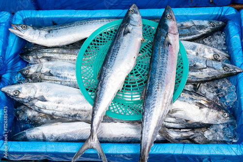 close up view of spotted spanish mackerel fish