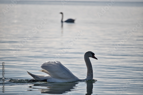 Zwei Schwäne auf einem ruhigen See mit Spiegelung im Morgen- oder Abendlicht photo