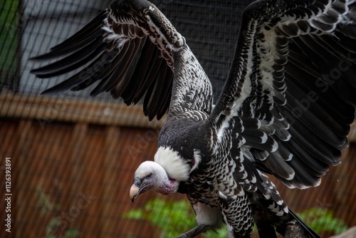 The Rüppell's Griffon Vulture (Gyps rueppelli). photo