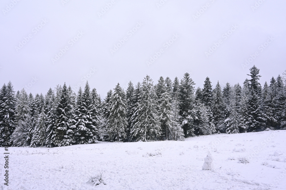 Snowy Trees - Winter Forest - Snow on Tree - Frozen Wonderland in Zakopane, Tatra Mountains National Park, Poland. Pine trees for a wintry Alpine Environment Snowy Trees - Winter Forest - Snow on Tree - Frozen Wonderland in Zakopane, Tatra Mountains National Park, Poland. Pine trees for a wintry Alpine Environment