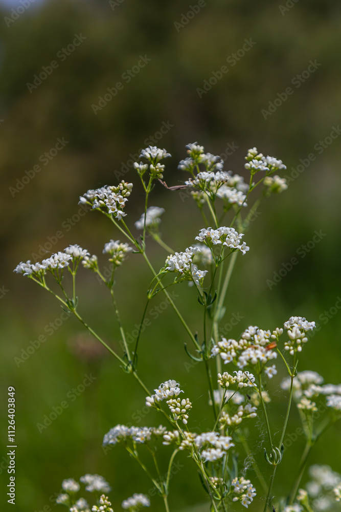 Shoots from the wild plant Galium palustre Shoots from the wild plant Galium palustre