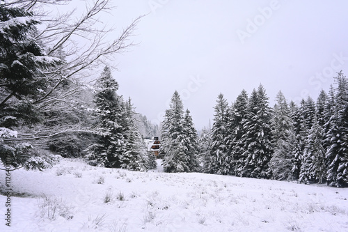 Snowy Trees - Winter Forest - Snow on Tree - Frozen Wonderland in Zakopane, Tatra Mountains National Park, Poland. Pine trees for a wintry Alpine Environment