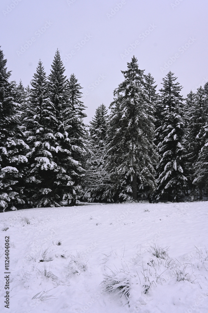 Fototapeta premium Snowy Trees - Winter Forest - Snow on Tree - Frozen Wonderland in Zakopane, Tatra Mountains National Park, Poland. Pine trees for a wintry Alpine Environment