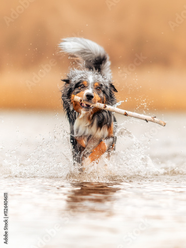 Dog, Lucky Australian Shepherd running with sticks in the Water