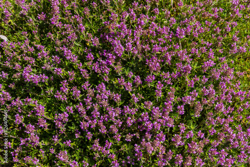 Blossoming fragrant Thymus serpyllum, Breckland wild thyme, creeping thyme, or elfin thyme close-up, macro photo. Beautiful food and medicinal plant in the field in the sunny day
