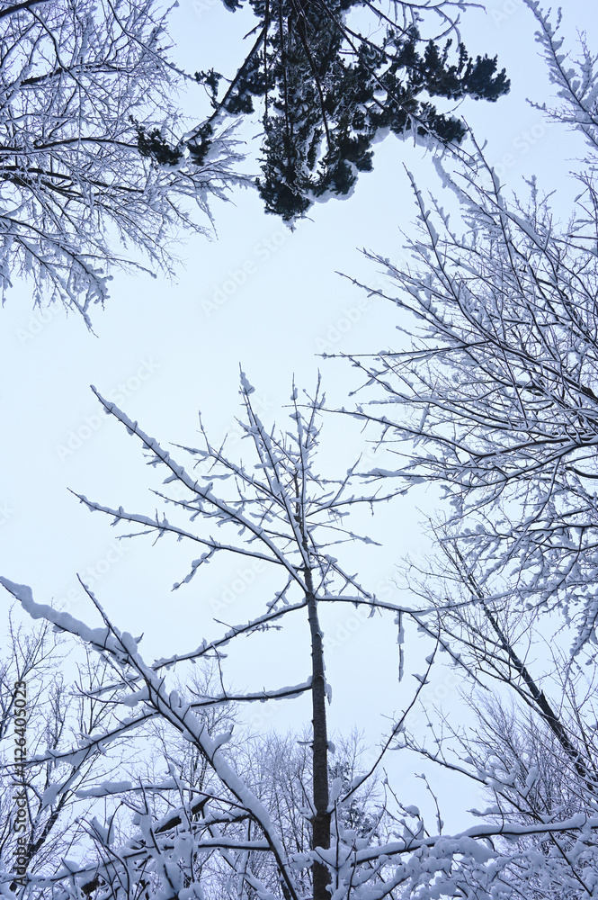 Fototapeta premium Snowy Trees - Winter Forest - Snow on Tree - Frozen Wonderland in Zakopane, Tatra Mountains National Park, Poland. Pine trees for a wintry Alpine Environment