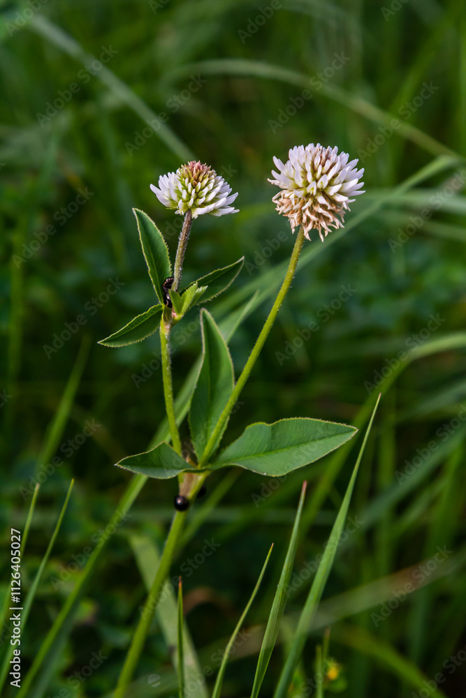 Trifolium montanum, mountain clover meadow in summer. Collecting medicinal herbs for non-traditional medicine.