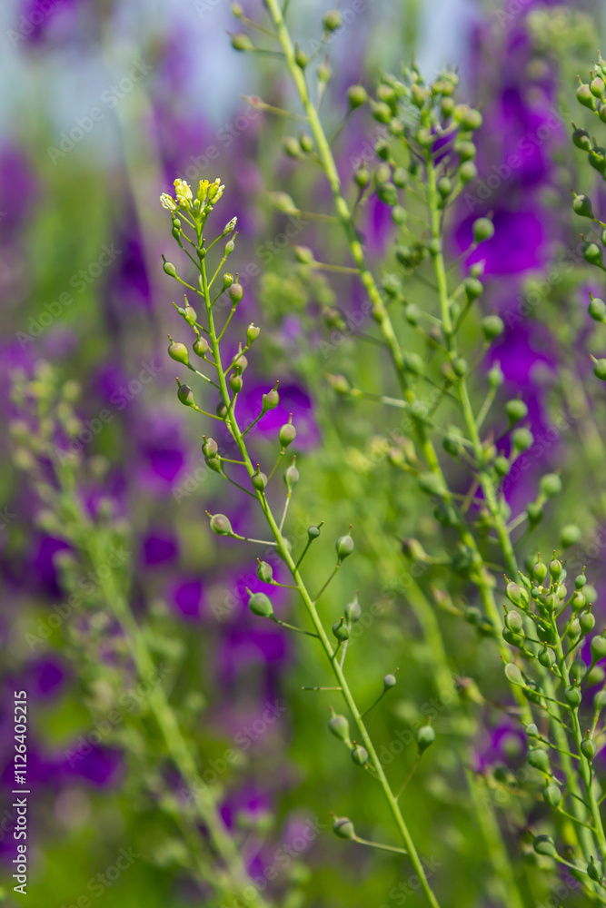Fototapeta premium Camelina microcarpa, Brassicaceae. Wild plant shot in spring