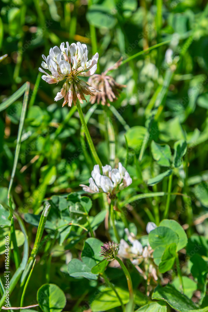 White clover flowers among the grass. Trifolium repens White clover flowers among the grass. Trifolium repens