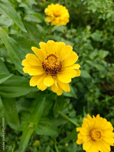 yellow flower