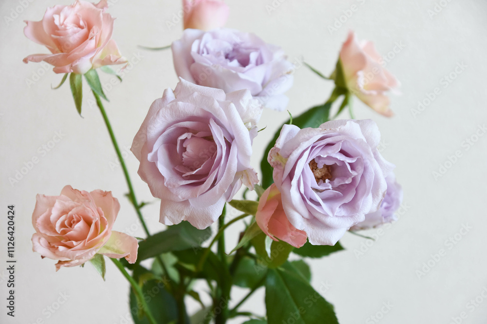 紫とピンクのばら