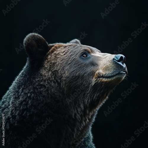 close-up of a bear looking upwards in a dramatic light photo