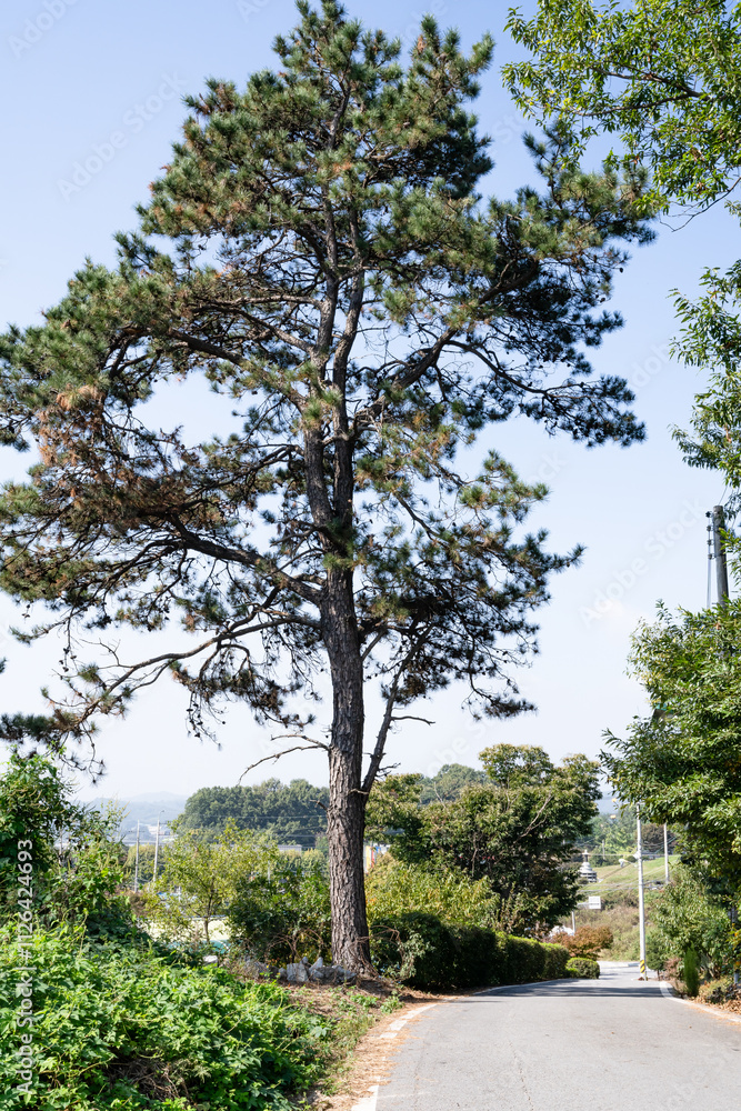 Fototapeta premium a pine tree by the side of a village road
