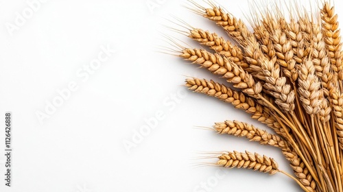 A photostock of golden wheat grains neatly arranged against a clean white background, highlighting natural farming and food production themes. High Quality