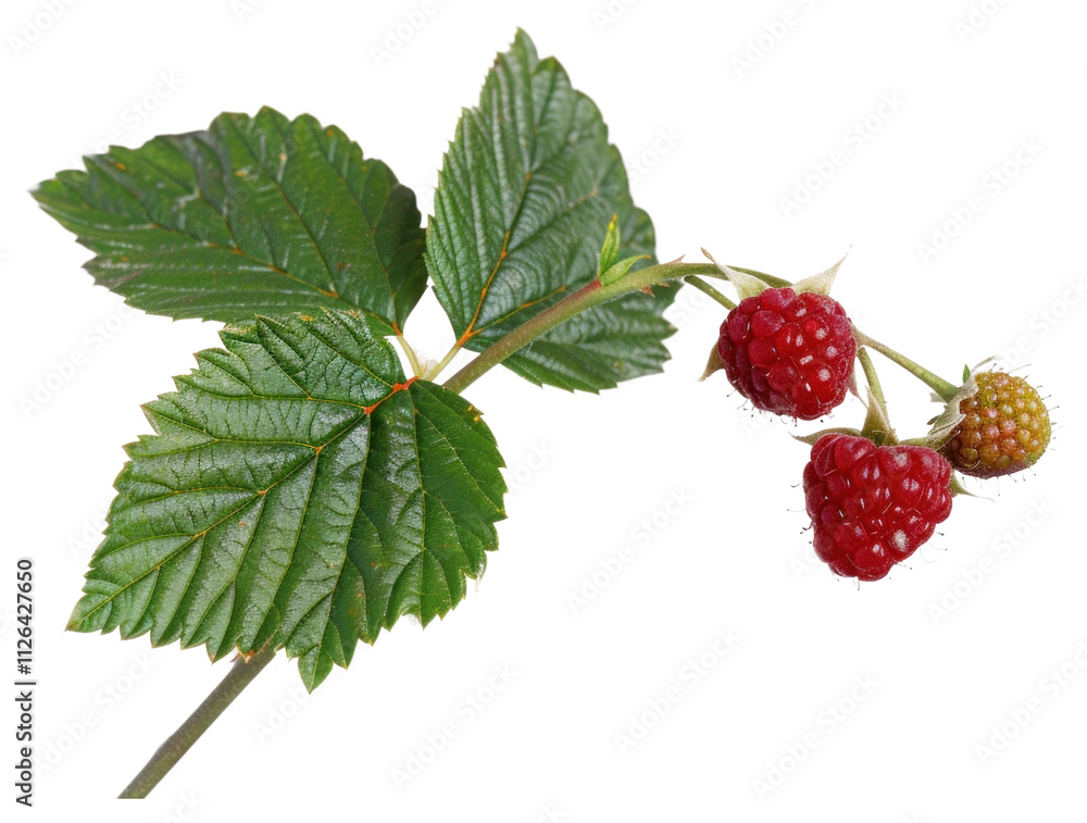 PNG Raspberry with leaves raspberry fruit plant. PNG Raspberry with leaves raspberry fruit plant.