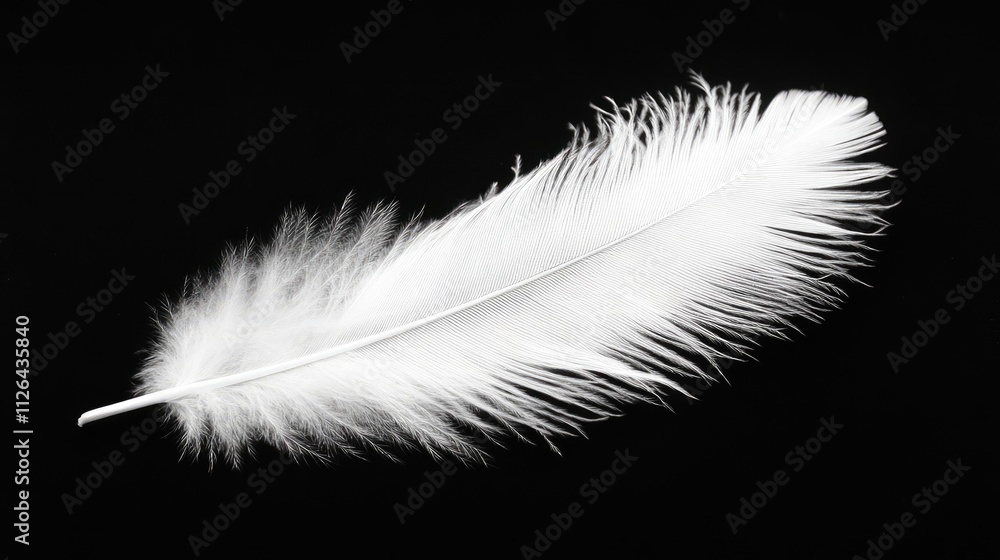 Obraz premium Elegant white feather gracefully displayed against a deep dark background highlighting its delicate texture and natural beauty.