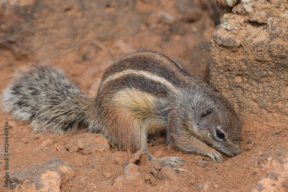 Ground squirrel (Marmotini) in Fuerteventura, Spain Ground squirrel (Marmotini) in Fuerteventura, Spain