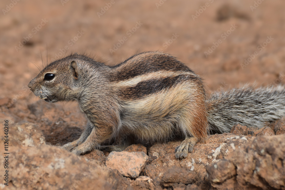 Ground squirrel (Marmotini) in Fuerteventura, Spain Ground squirrel (Marmotini) in Fuerteventura, Spain