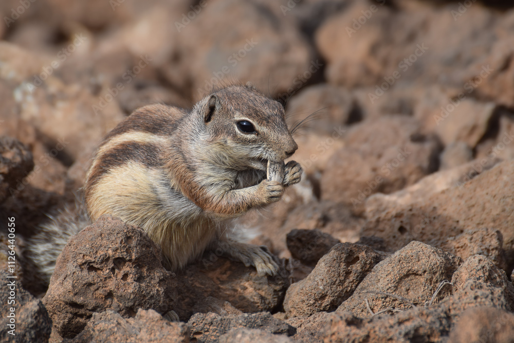 Ground squirrel (Marmotini) in Fuerteventura, Spain Ground squirrel (Marmotini) in Fuerteventura, Spain