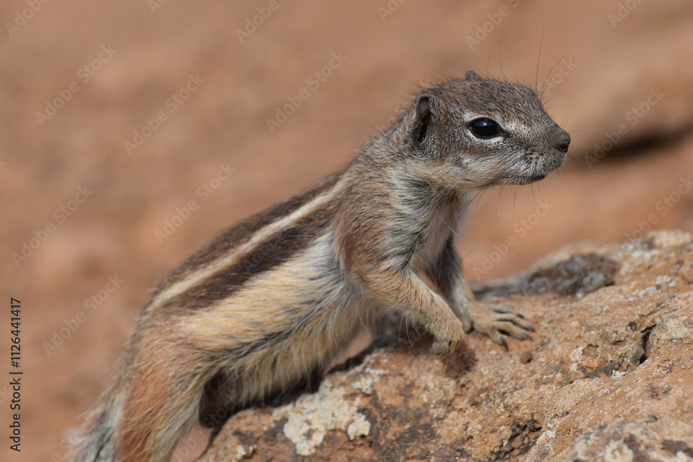 Ground squirrel (Marmotini) in Fuerteventura, Spain Ground squirrel (Marmotini) in Fuerteventura, Spain
