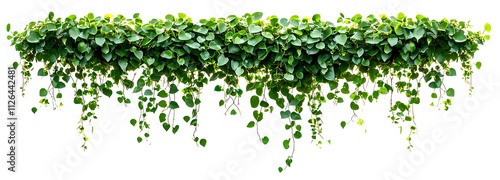  Green succulent leaves hanging vines ivy bush climbing epiphytic plant PNG